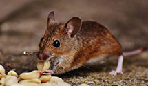 24 Hour & Emergency Exterminators in Stanley, NC